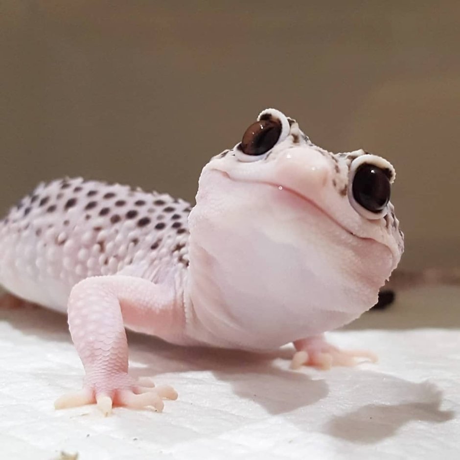 Игуана красная (Iguana Iguana)